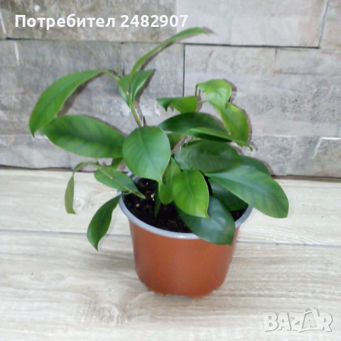 Фикус "Женшен" , снимка 3 - Стайни растения - 51303755