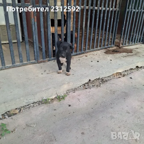 Продават се питбучета!, снимка 11 - Питбул - 56167868