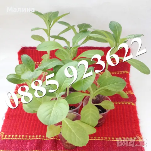 Био Разсад Домат, Люти Чушки, Чери Домати и Тютюн Стари Селски Сортове + ПОДАРЪК, снимка 7 - Разсади - 45795732