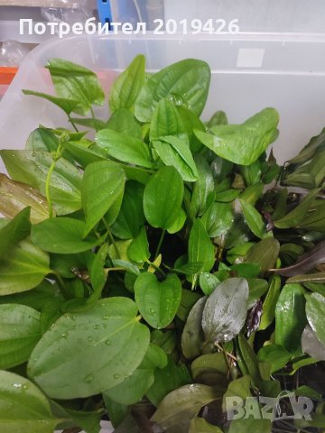 Ехинодориуси видове 