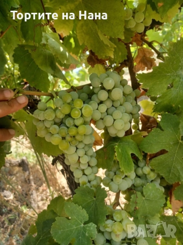 Продавам Грозде Ризлинг , снимка 1