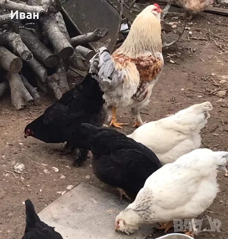 Разплодни зелени яйца, снимка 3 - други­ - 49564380