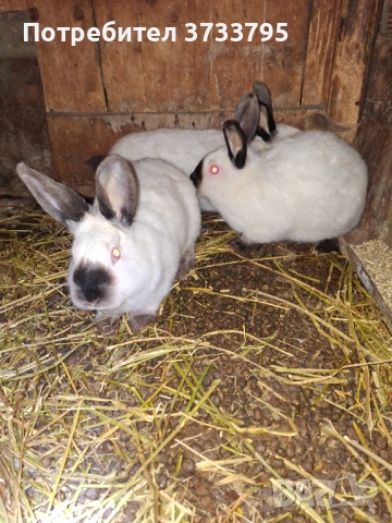 Калифорнийски зайци