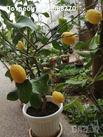 лимон. дръвче, снимка 2 - Разсади - 51416362