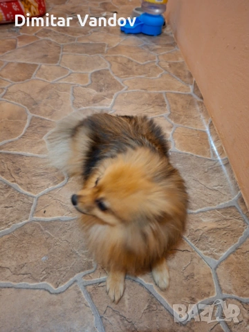 Продавам го шпиц женско , снимка 2 - Шпиц - 53649977