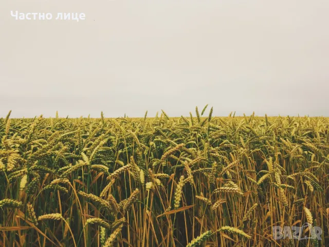 Продавам Нива 45 декара, снимка 5 - Земеделска земя - 49221438