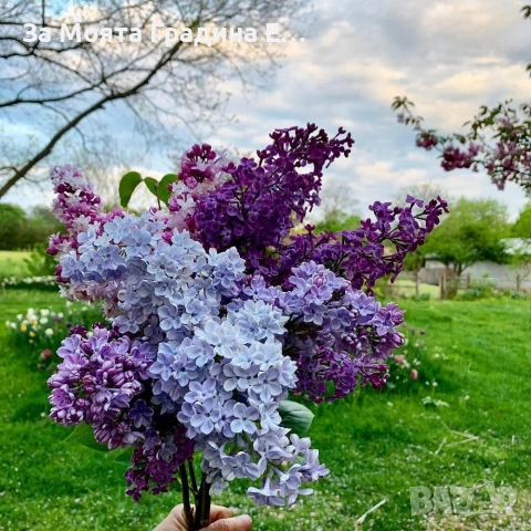 Люляк 4 цвята , снимка 6 - Градински цветя и растения - 53635473