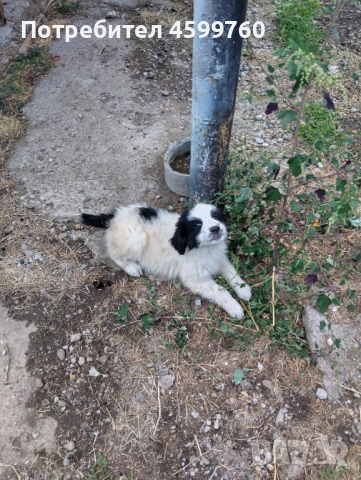 Българско овчарско куче - 2 бр. женски