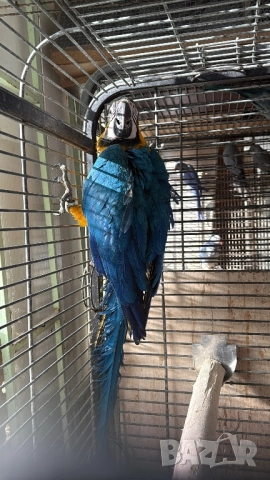 Синьо Жълта женска Ара, снимка 3 - Папагали - 52946206