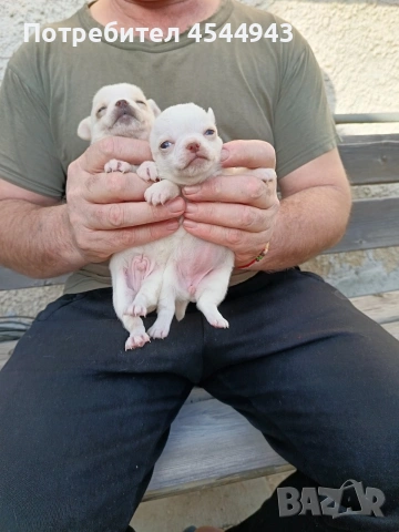 Две малки чихуанчета , снимка 6 - Чихуахуа - 53746927