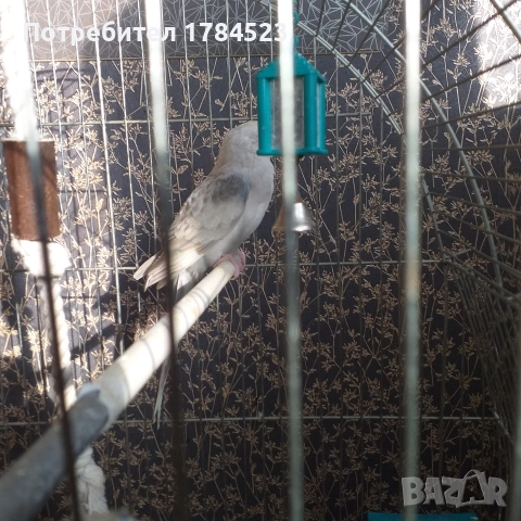 Женски поен папагал 2025г., снимка 2 - Папагали - 52638709