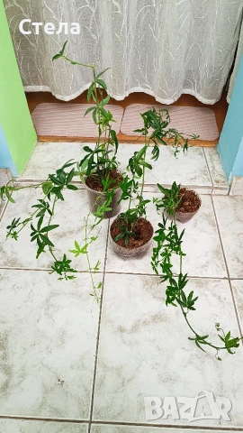 комплект цветя 10 евро и други цветя , снимка 12 - Стайни растения - 53144265