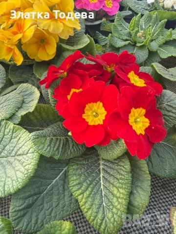 Зюмбюл, иглика, карамфил и др., снимка 8 - Градински цветя и растения - 53506898