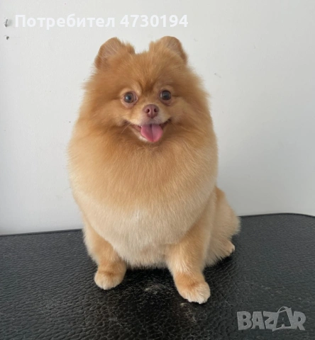 Pomeran mini , снимка 7 - Померан - 53387121