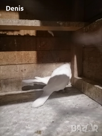 Гугутки смеещисе , снимка 7 - Гълъби - 52597513