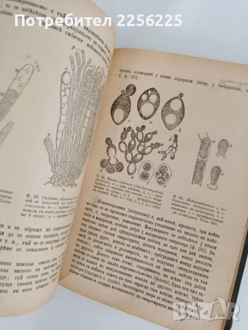 Ръководство по обща ботаника 1898г, снимка 3 - Специализирана литература - 55840243
