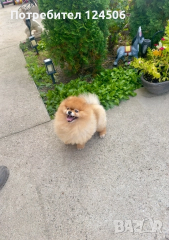 Померан мъжки за разплод FCI, снимка 3 - Померан - 51996454