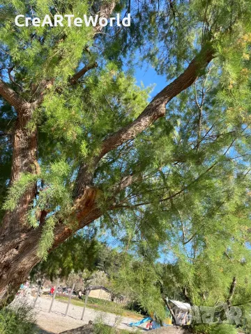 Кемпер под наем , снимка 13 - Каравани под наем - 50178767