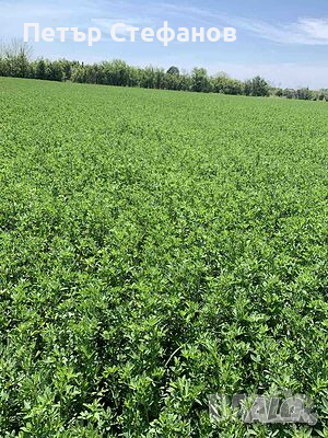 Продавам люцернови бали / бали люцерна