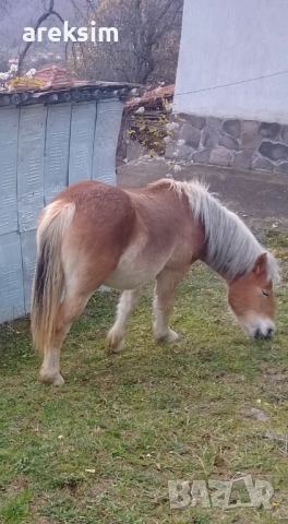 Продавам кобила, снимка 2 - Коне - 52840693