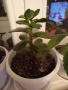 Различни кактуси,каучуково цвете, копривки и др.цветя, снимка 15