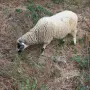 мъжко шиле овне, снимка 1