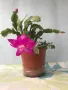 Коледниче/schlumbergera снимки 16.01.2025, снимка 3