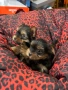 Мини йоркширски териерчета, снимка 4