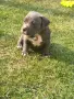 Американско були покет  American bully , снимка 11