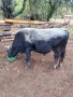 Телета, бици, снимка 9