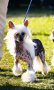 Китайско качулато куче - FCI родословие, снимка 6