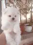 Малтипом момченце, снимка 3