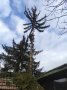 Премахване на дървета, област Русе, снимка 1 - Други услуги - 39965116