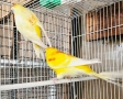 Продавам Пойни Папагали , снимка 3