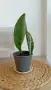 Сансевиера - Sansevieria Whale Fin, снимка 3