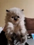 Уникални персийски котенца , снимка 2