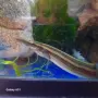 макрогнатус арал, снимка 1