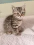 Прекрасно шотландско коте с прави ушички и уникална таби козина , снимка 1