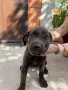 Продавам кученца Кане Корсо , снимка 10
