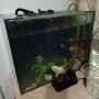голям аквариум с рибки оборудван 50 х 40 х 24, снимка 14
