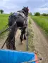 Жребец тежковоз, снимка 5