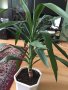 Млада и здрава Юка- 130 см, снимка 1 - Стайни растения - 41432467