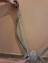 еленови рога, снимка 6