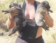 Продавам кангалчета ( тигрови и светли ), снимка 5