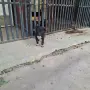 Продават се питбучета!, снимка 11