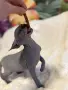 Канадски сфинкс момченце , снимка 3
