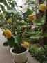 лимон. дръвче, снимка 2
