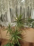 Продавам Палма драцена , снимка 1