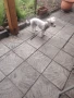 Френски Бишон фризе търси дама , снимка 6