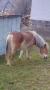 Продавам кобила, снимка 2